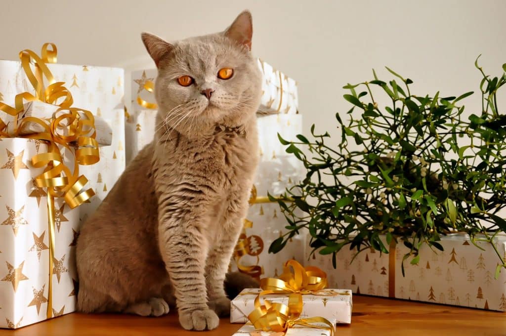 British Shorthair assis au milieu de paquets de Noël