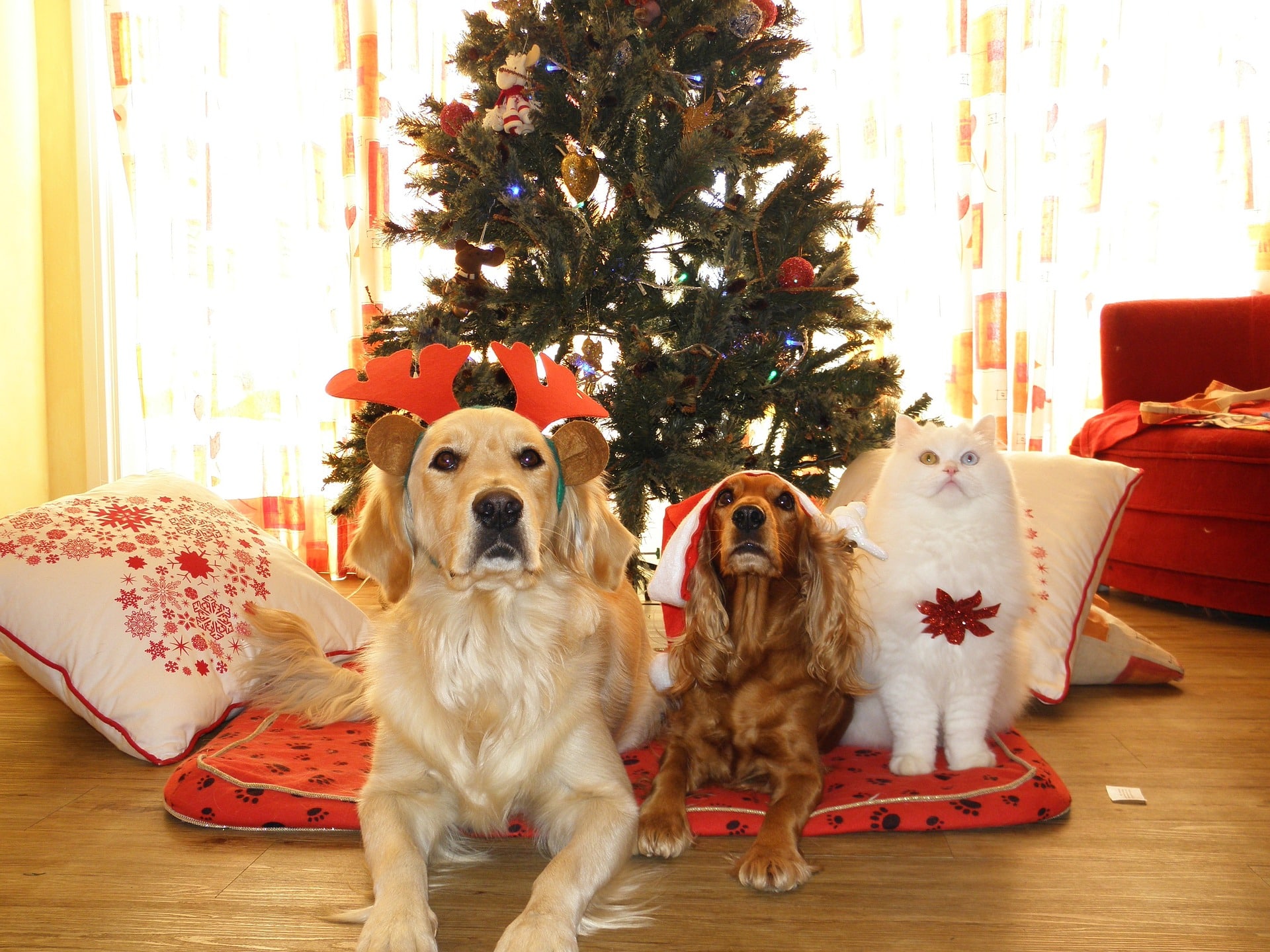 Deux chiens et un chat attendent devant un sapin de Noël